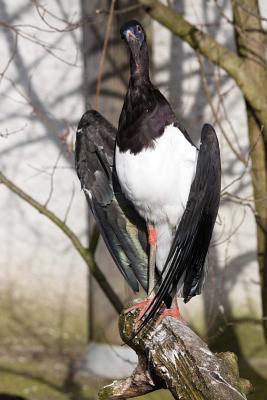 Download Abdim's Stork Journal: 150 Page Lined Notebook/Diary -  file in ePub