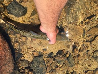 Download Fly Fishing Simplified: A guide to getting started in the sport of fly fishing without the complexity. - Stephen Plut file in PDF