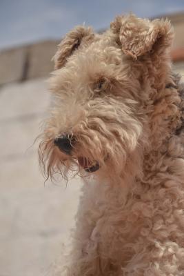 Full Download The Airedale Terrier Dog Journal: 150 Page Lined Notebook/Diary -  | PDF