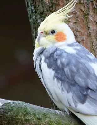 Full Download Notebook: Cockatiel bird parakeet spring parrot parrot australia cockateel parakeet nymphicus -  file in PDF